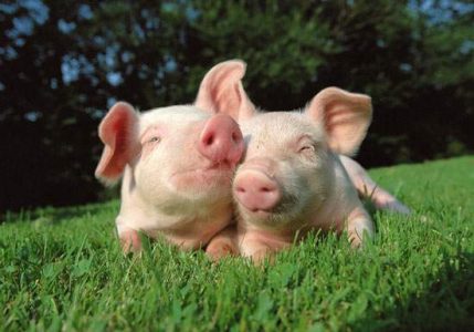 Natural Remedies for Your Pigs Image